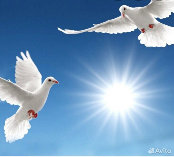 Белые голуби на торжество купить на Зозу.ру - фотография № 1