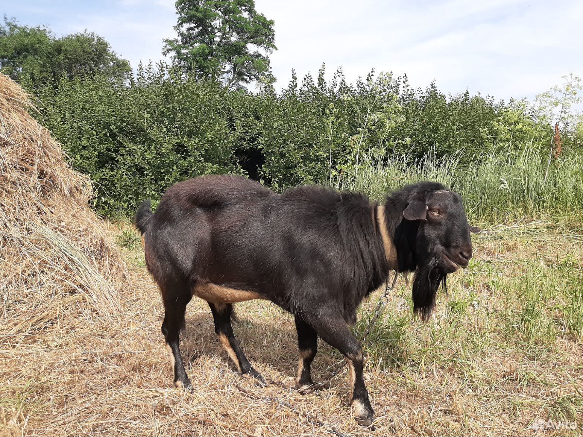 Нубийский козёл на племя купить на Зозу.ру - фотография № 2