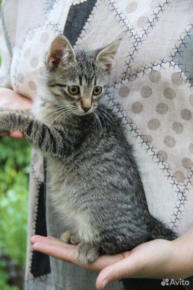Супер ласковый котёнок ищет маму купить на Зозу.ру - фотография № 3