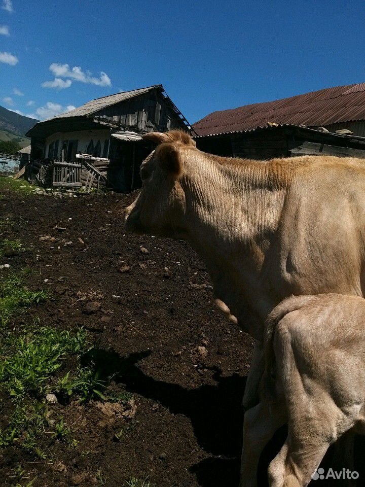 Корова и телята(бычки) купить на Зозу.ру - фотография № 3