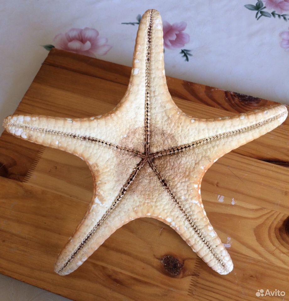 Морская звезда, настоящая купить на Зозу.ру - фотография № 2