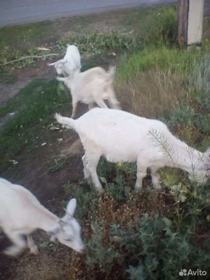 Молочные козы заанонубийской породы купить на Зозу.ру - фотография № 3