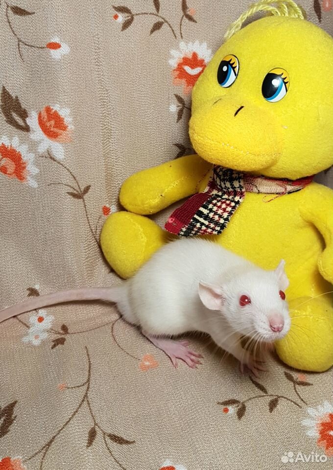 Крысята кудряшки и стандарты купить на Зозу.ру - фотография № 6