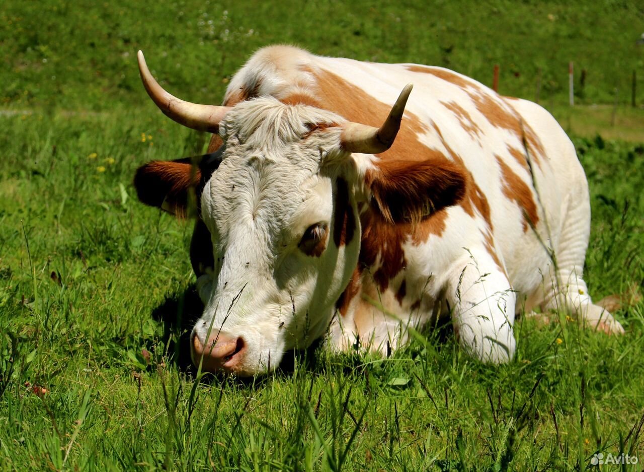 Две коровы и бычок купить на Зозу.ру - фотография № 1