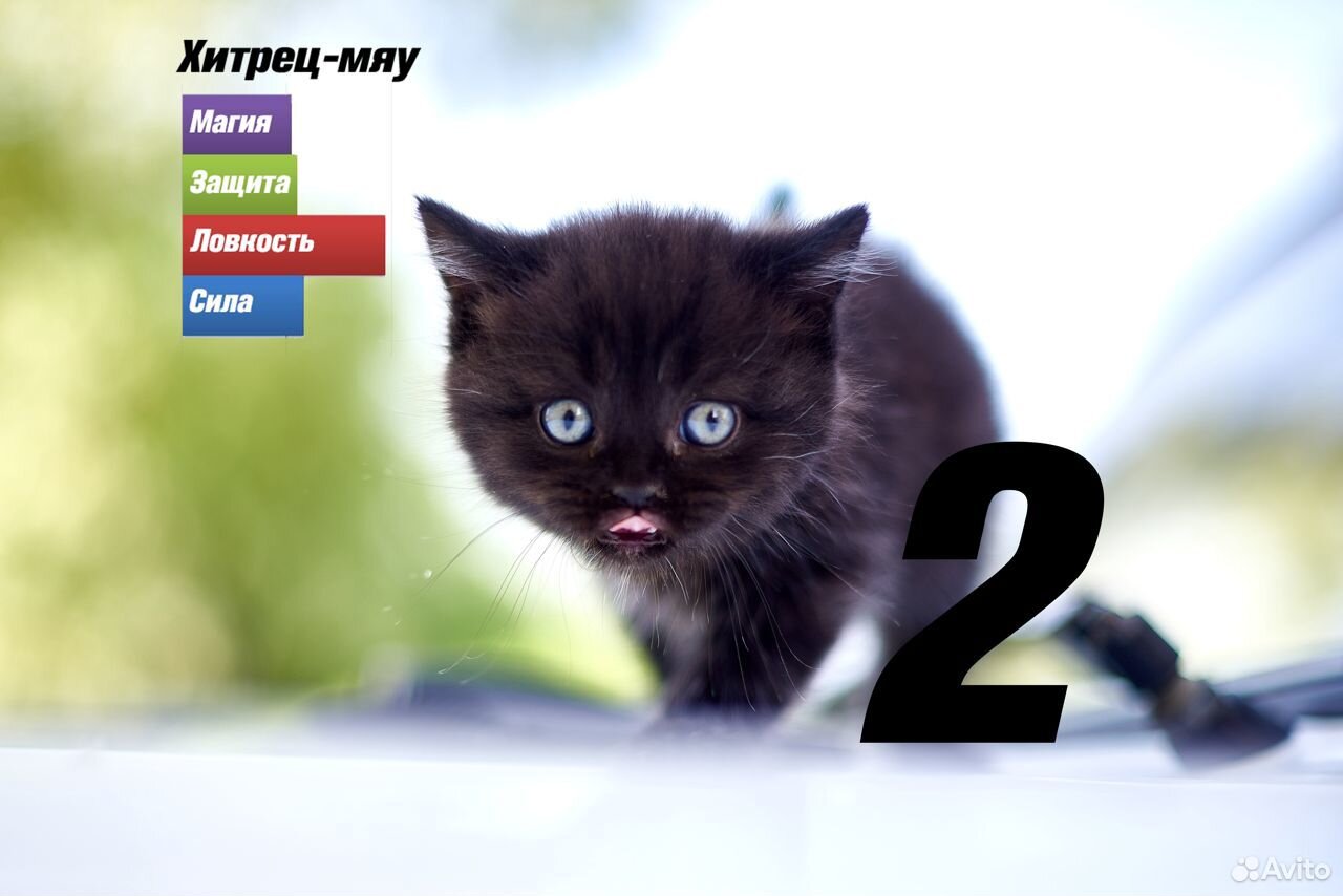 Супер котята купить на Зозу.ру - фотография № 3