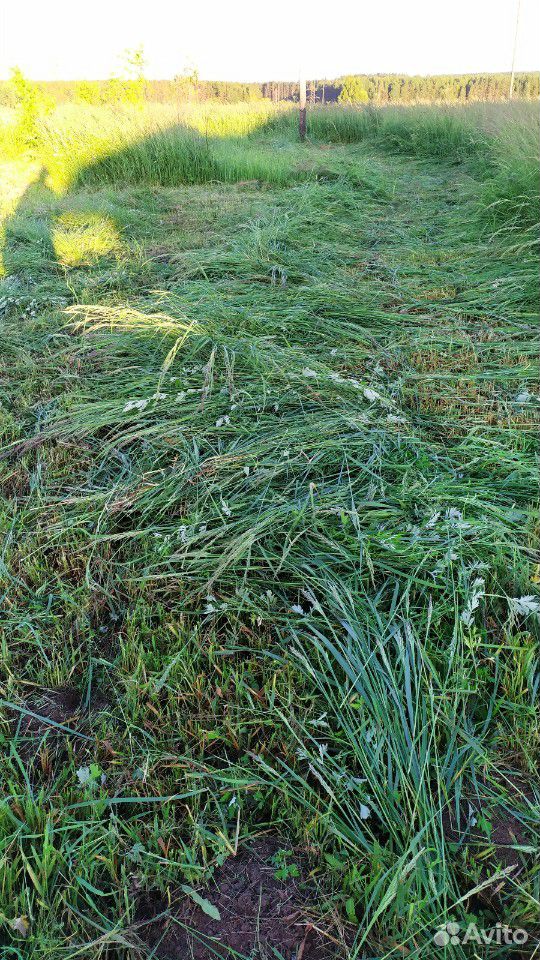 Трава на сено свежая купить на Зозу.ру - фотография № 3
