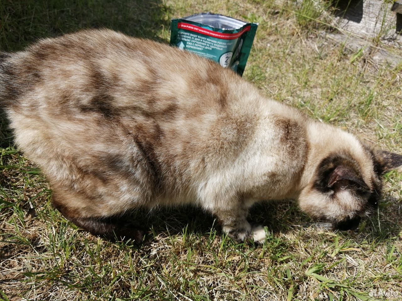 Тайская кошка черепазовый окрас купить на Зозу.ру - фотография № 5