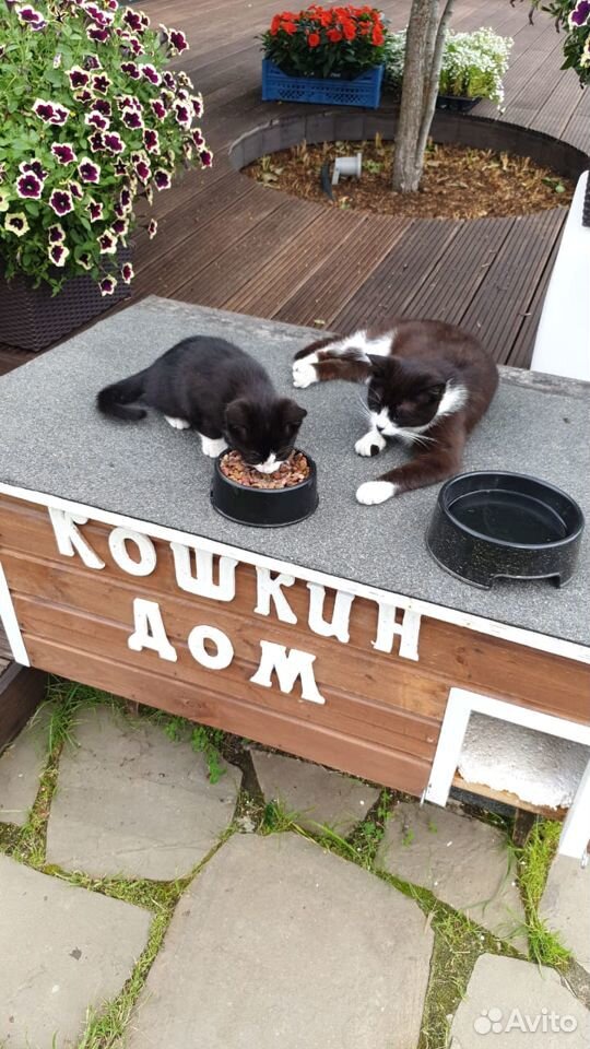 Три котенка петербурской гладкошерстной кошки купить на Зозу.ру - фотография № 7
