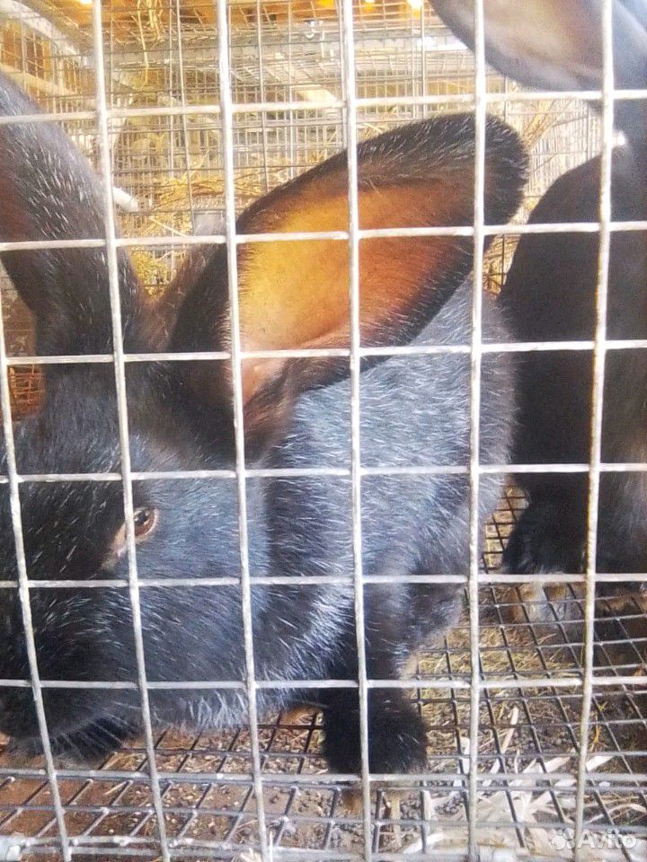 Продам кроликов для выращивагия на мясо купить на Зозу.ру - фотография № 5