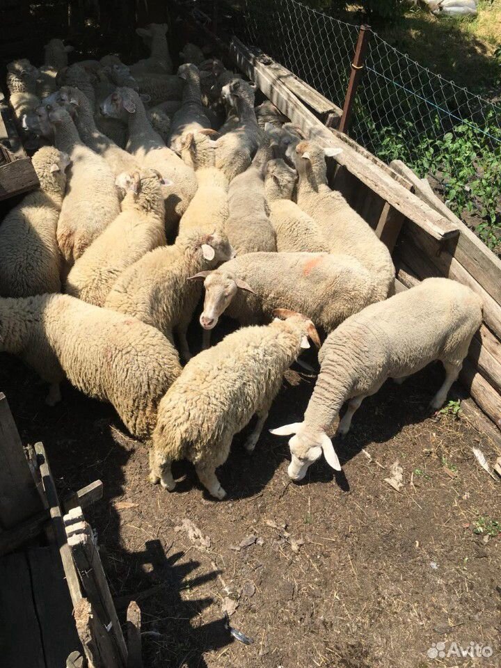 Овцы бараны купить на Зозу.ру - фотография № 2