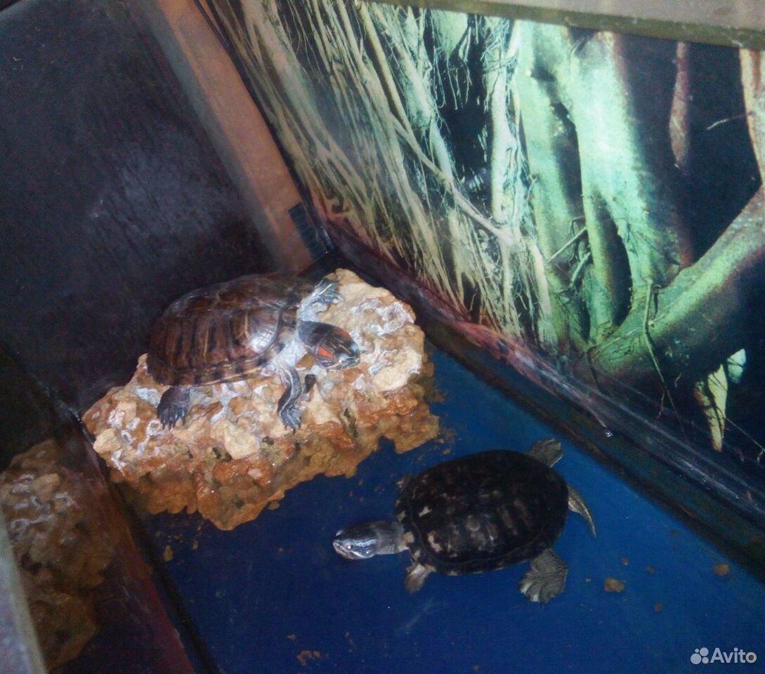 Аквариум черепахи фильтр водонагреватель купить на Зозу.ру - фотография № 1
