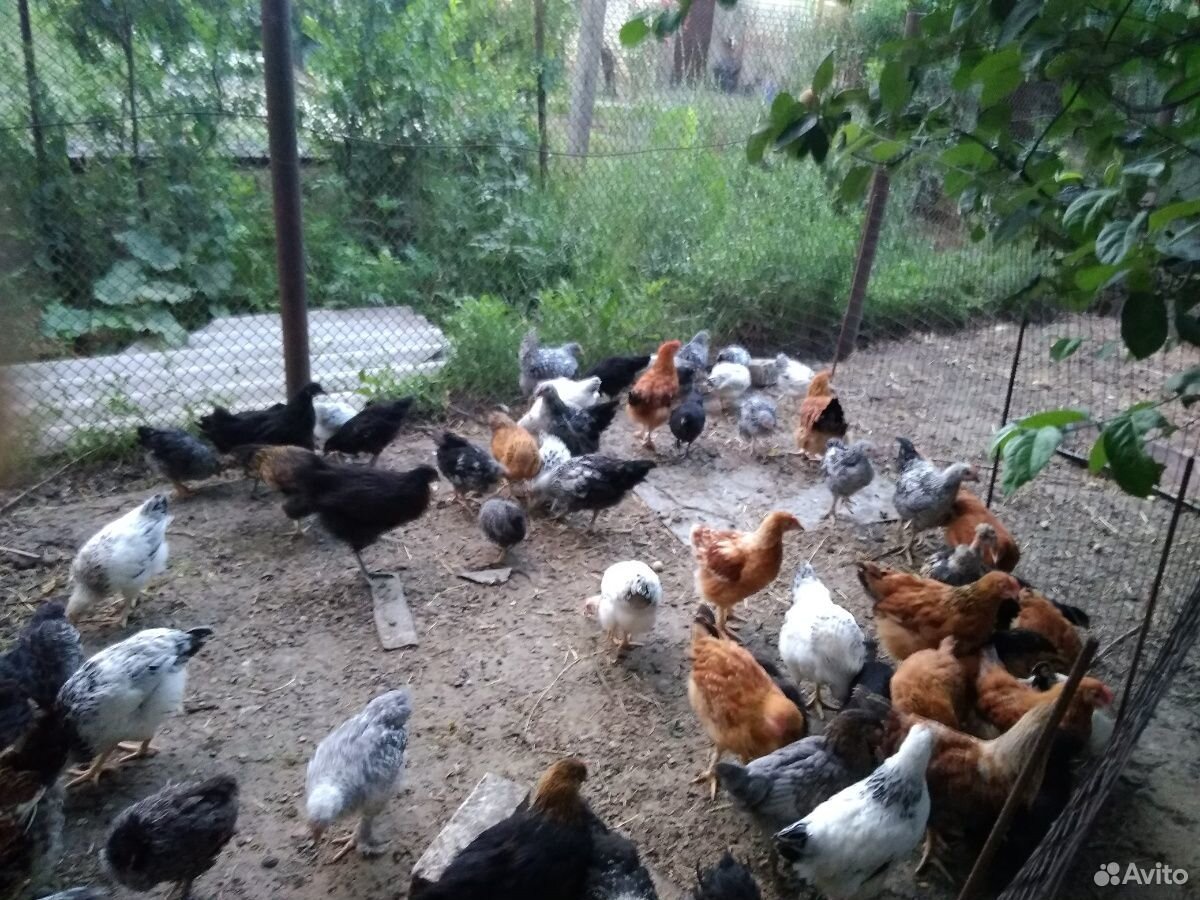 Цыплята домашних кур купить на Зозу.ру - фотография № 1