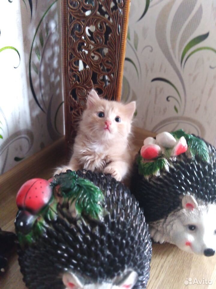 Игривый котёнок купить на Зозу.ру - фотография № 2