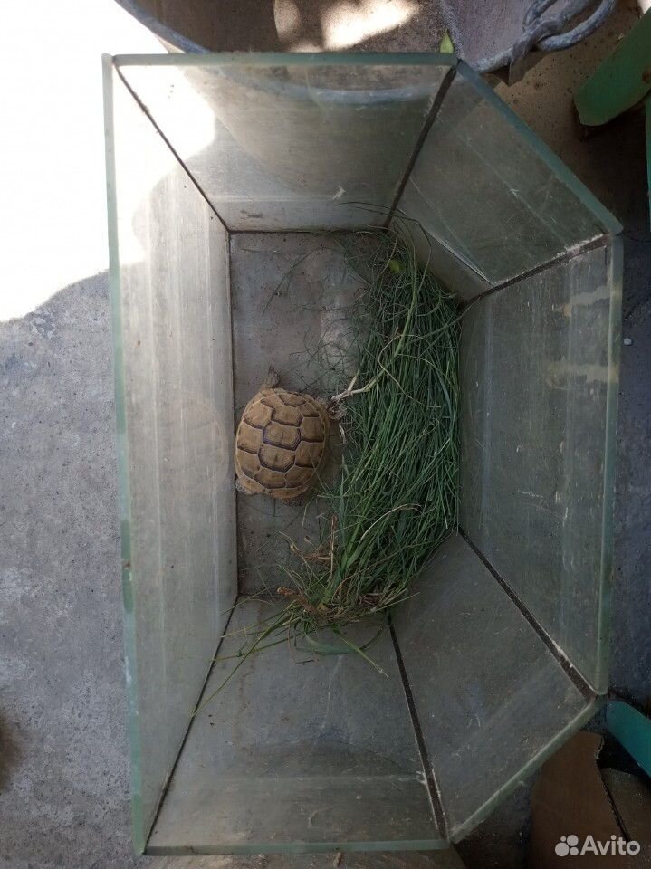 Черепаха сухопутная маленькая купить на Зозу.ру - фотография № 1