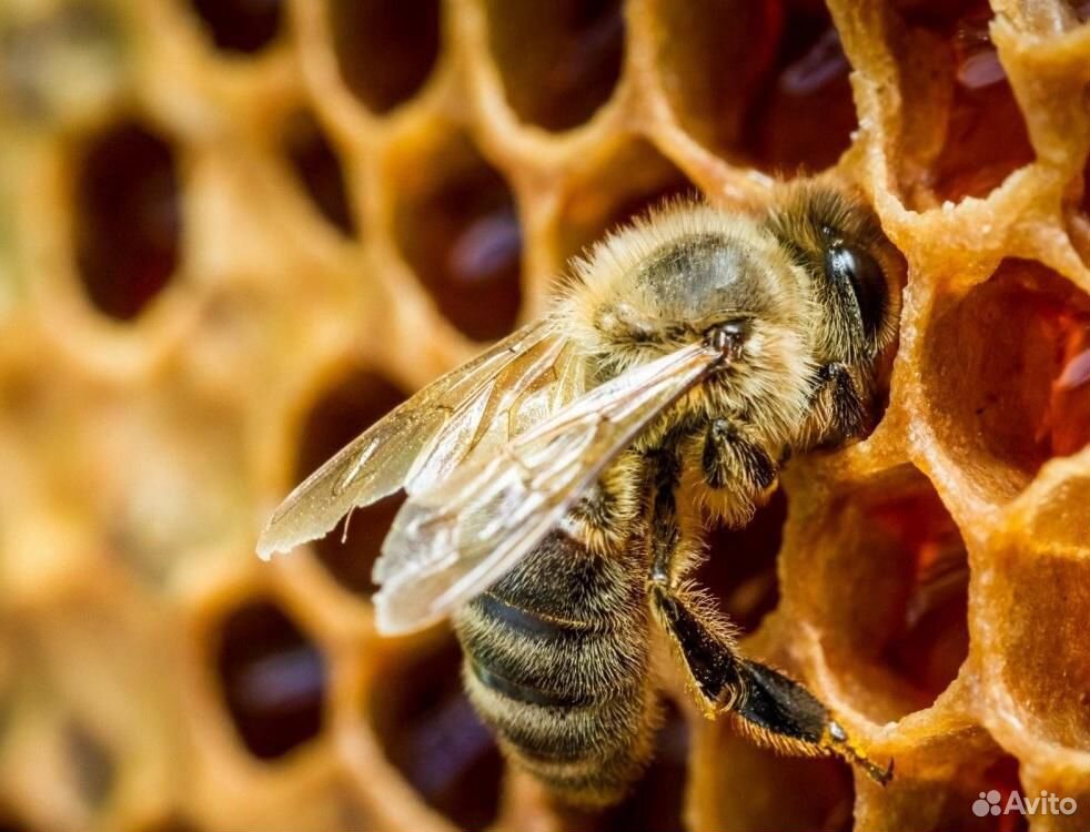 Пчёлы-семьи и рои купить на Зозу.ру - фотография № 1