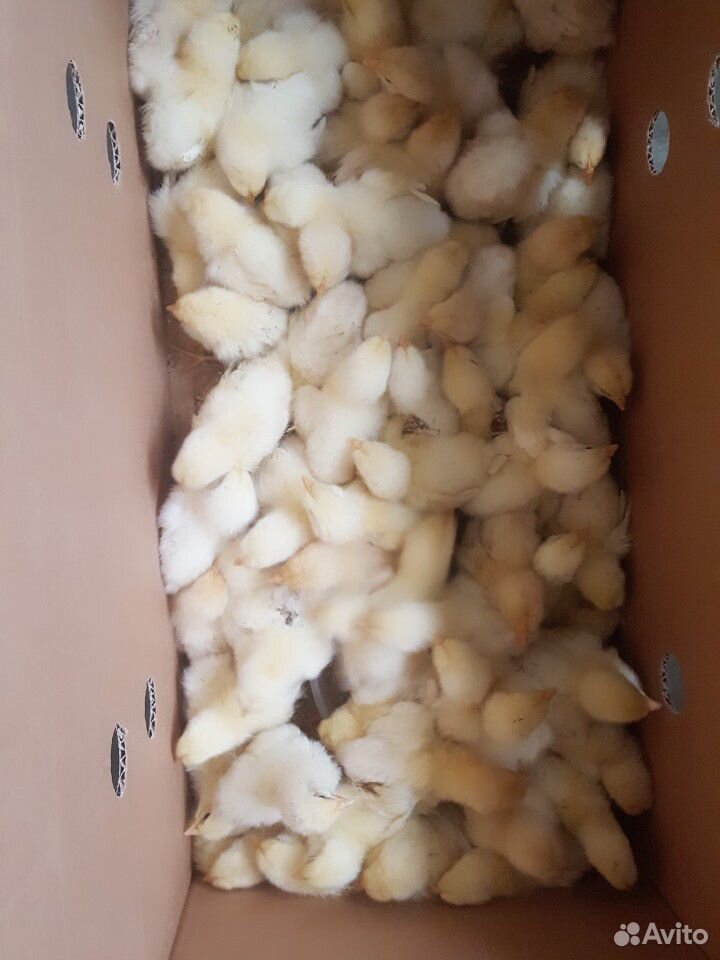 Продам ловенов крепышей цыплят 5 дней купить на Зозу.ру - фотография № 1