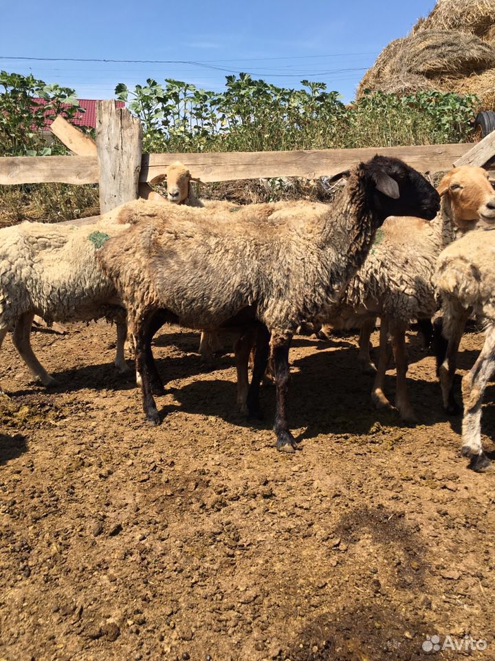 Овце матки,ягнята продаю купить на Зозу.ру - фотография № 4