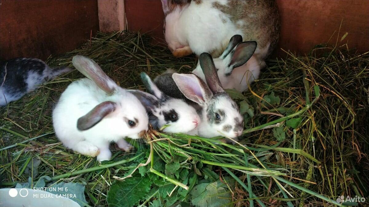 Продаю взрослых кроликов и крольчат купить на Зозу.ру - фотография № 4