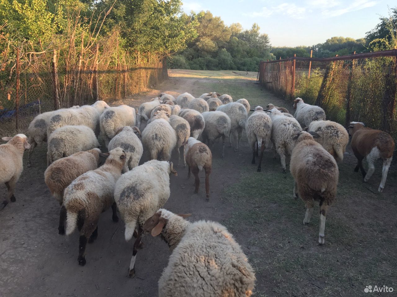 Продаю овцы с ягнятами купить на Зозу.ру - фотография № 3