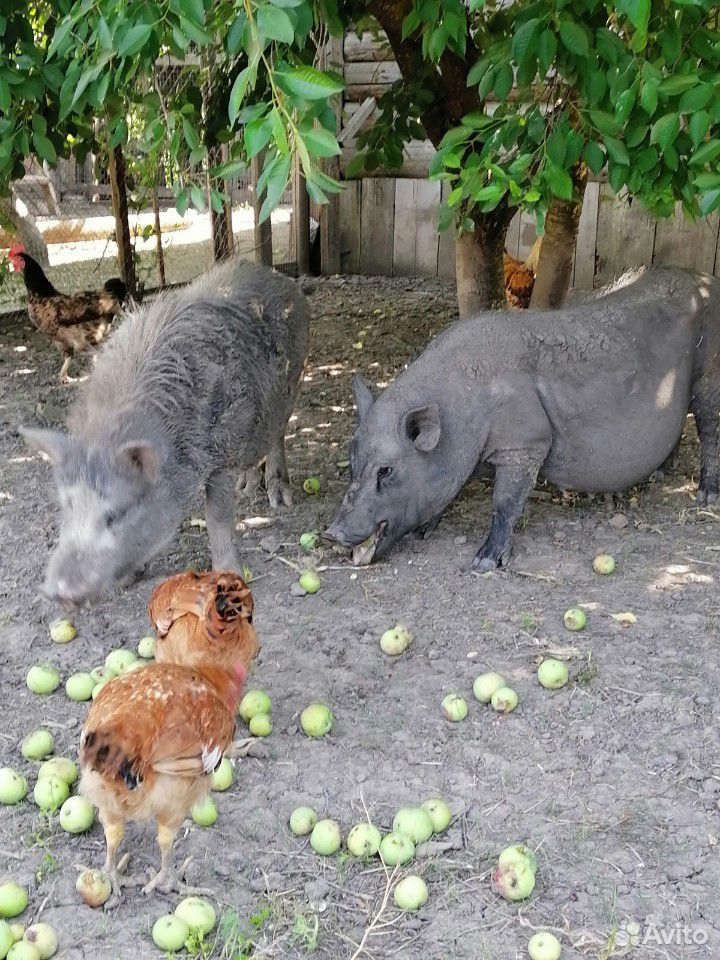 Продам вьетнамских свиней (поросных) купить на Зозу.ру - фотография № 2