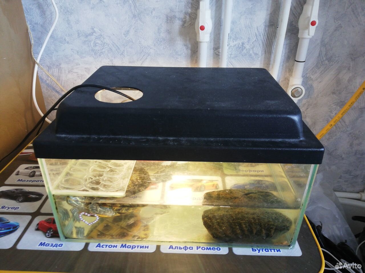 Черепаха с аквариумом купить на Зозу.ру - фотография № 3