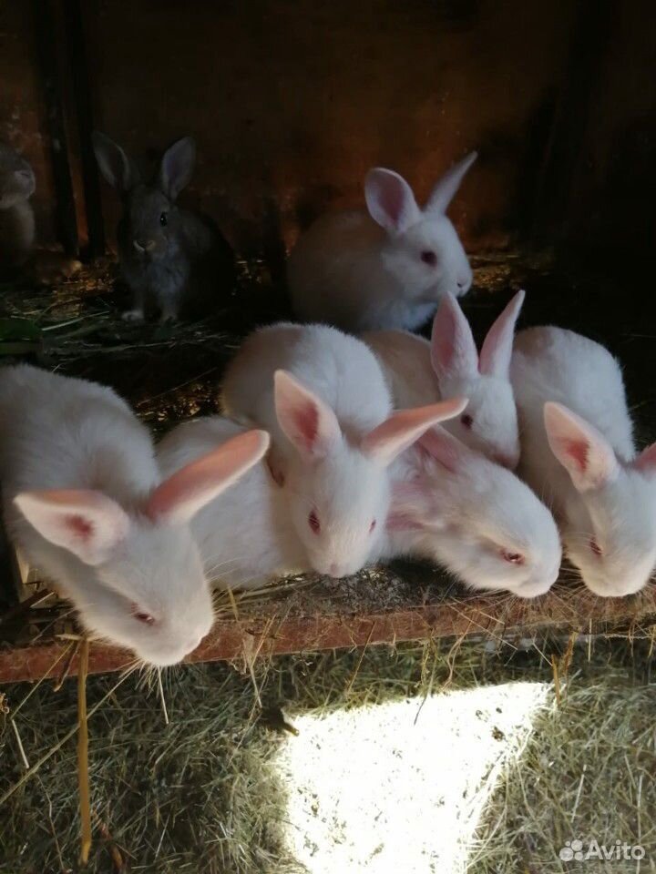 Комбикорм для кроликов купить на Зозу.ру - фотография № 5