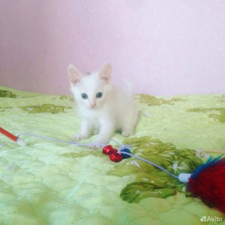 Котенок Снежинка купить на Зозу.ру - фотография № 4