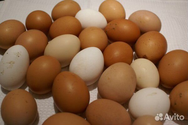 Яйцо деревенское домашнее купить на Зозу.ру - фотография № 1
