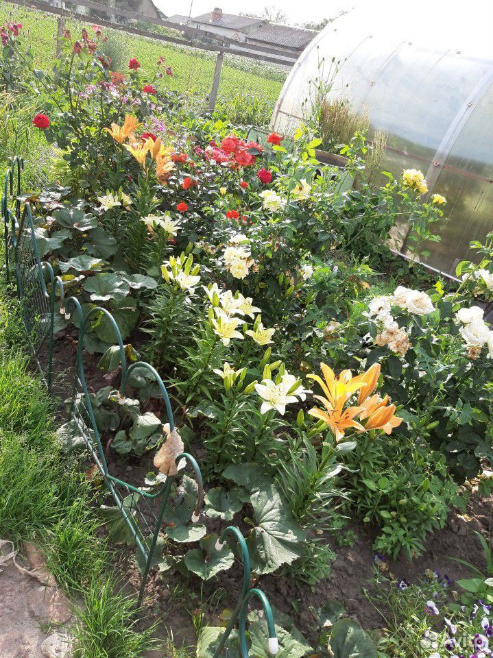 Цветы для сада и дачи купить на Зозу.ру - фотография № 8