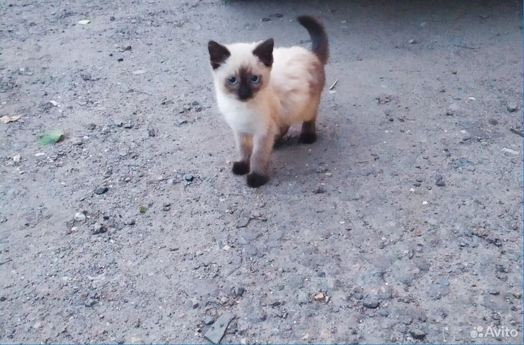 Ищем семью для сиамского котенка купить на Зозу.ру - фотография № 2