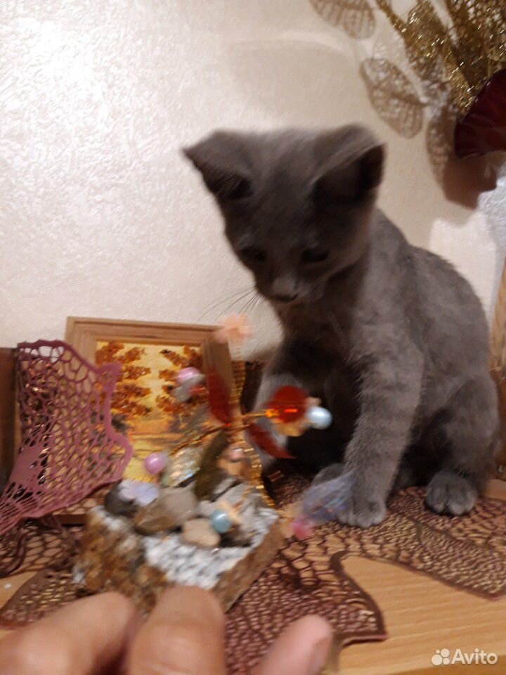 Котенок Дымок купить на Зозу.ру - фотография № 4