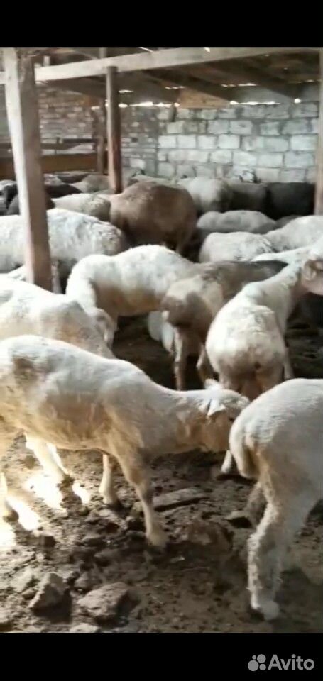 Овцы, бараны, шерсть купить на Зозу.ру - фотография № 1