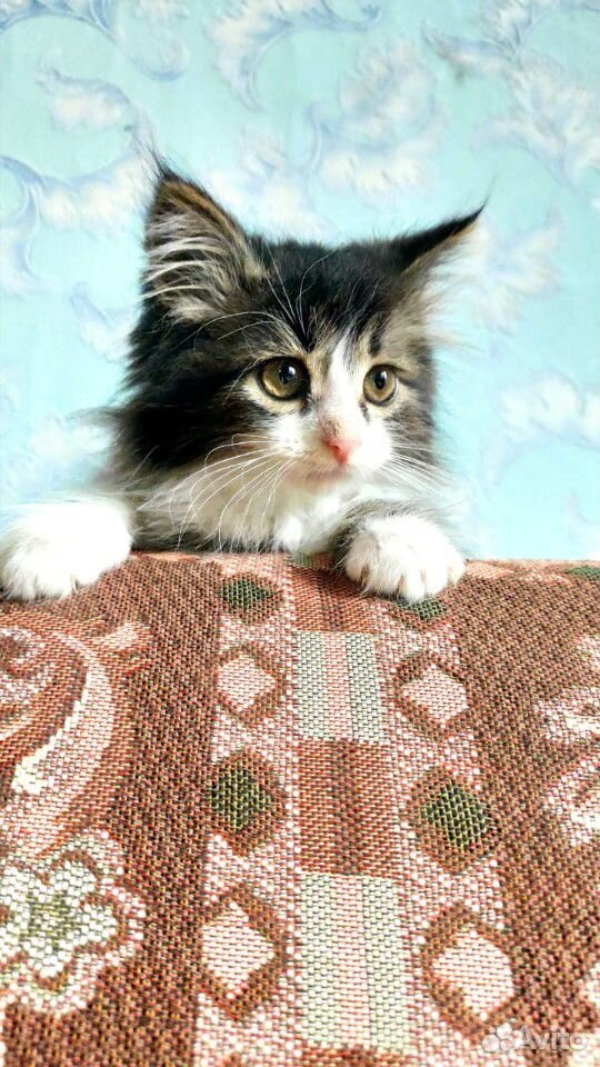 Пушистый котенок интересного окраса купить на Зозу.ру - фотография № 5