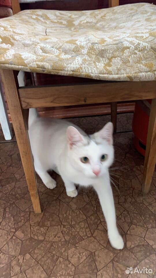 Белая Кошка с серым пятном на голове купить на Зозу.ру - фотография № 1