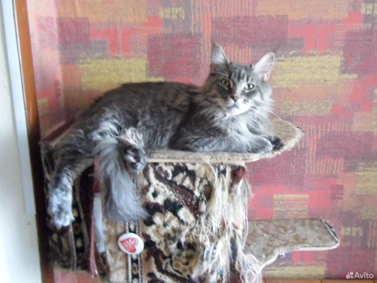 Котята Мейн Кун купить на Зозу.ру - фотография № 7
