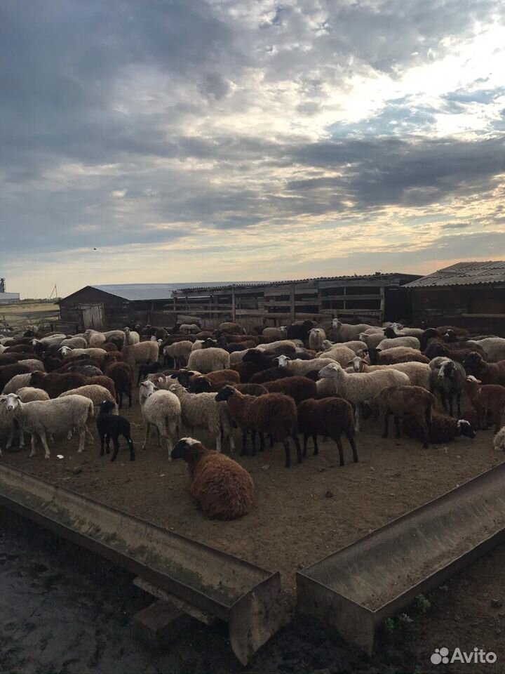 Бараны, овцы на Курбан-Байрам и другие цели купить на Зозу.ру - фотография № 7