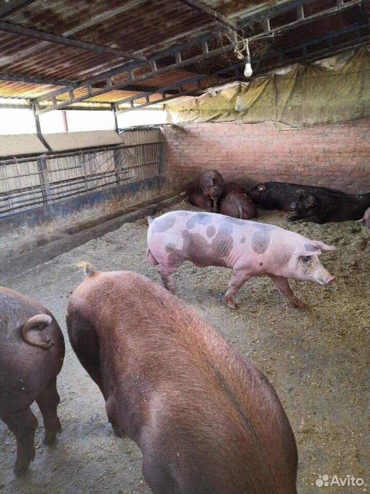 Свиньи на мясо купить на Зозу.ру - фотография № 4