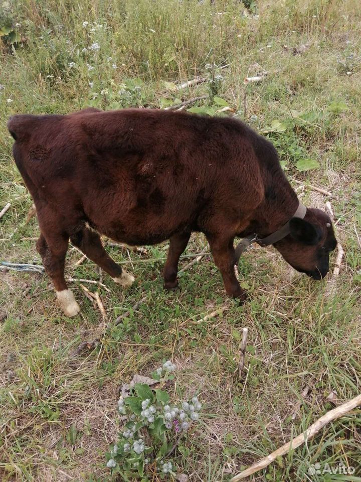 Корова, бычок купить на Зозу.ру - фотография № 2