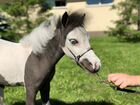 Американская миниатюрная лошадь меньше пони объявление продам