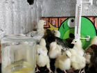 Цыплята от домашних кур несушек объявление продам