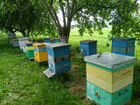 Пчёлы, от водки, пчелосемьи объявление продам