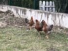 Билефельдер - инкубационное яйцо и цыплята объявление продам