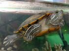 Черепахи красноухии объявление продам