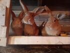 Кролики Венский голубой объявление продам