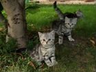 Британские кошки объявление продам