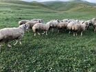 Овце шбана объявление продам