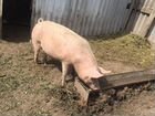 Свиньи мясной породы объявление продам