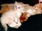 Породистые сибирские котята, неаллергенные объявление продам