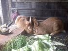 Кролики новозеландской породы объявление продам