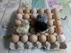 Инкубационное яйцо объявление продам